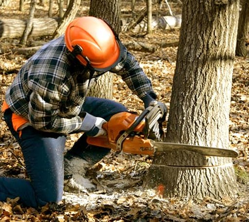 Tree Removal in Metaline Falls, WA